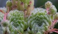 Tenerife houseleek Sempervivum ciliosum var. borisii Royalty Free Stock Photo